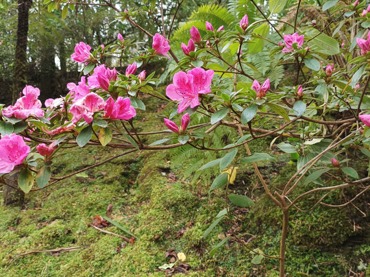 Parque Terra Nostra-富尔纳斯必去景点
