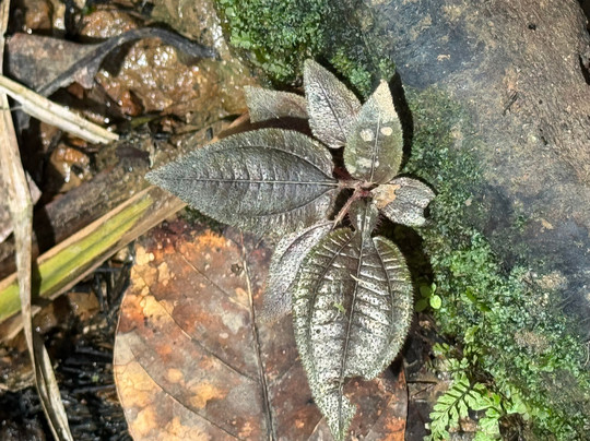 Ecoturismo Putumayo-Mocoa必去景点