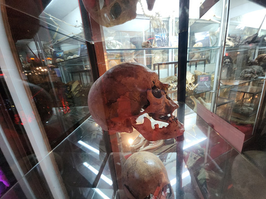 The Museum Of Curiosities-诺丁汉必去景点