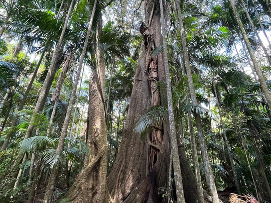 Witches Falls Walking Trail-丹百林山必去景点