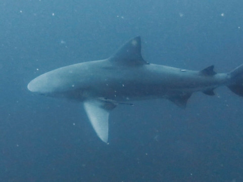 SAFARI, DRIVE & DIVE TOURS-Inhambane必去景点