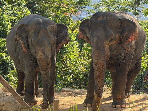 Hidden Forest Elephant Reserve-查龙必去景点