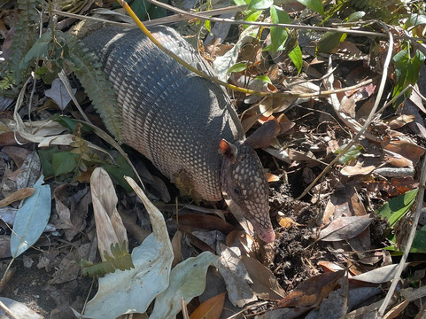 Weeki Wachee Springs State Park-Spring Hill必去景点