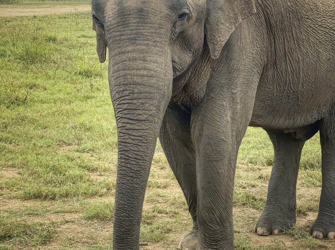 Wilderness Safari Udawalawe-乌达瓦拉瓦必去景点