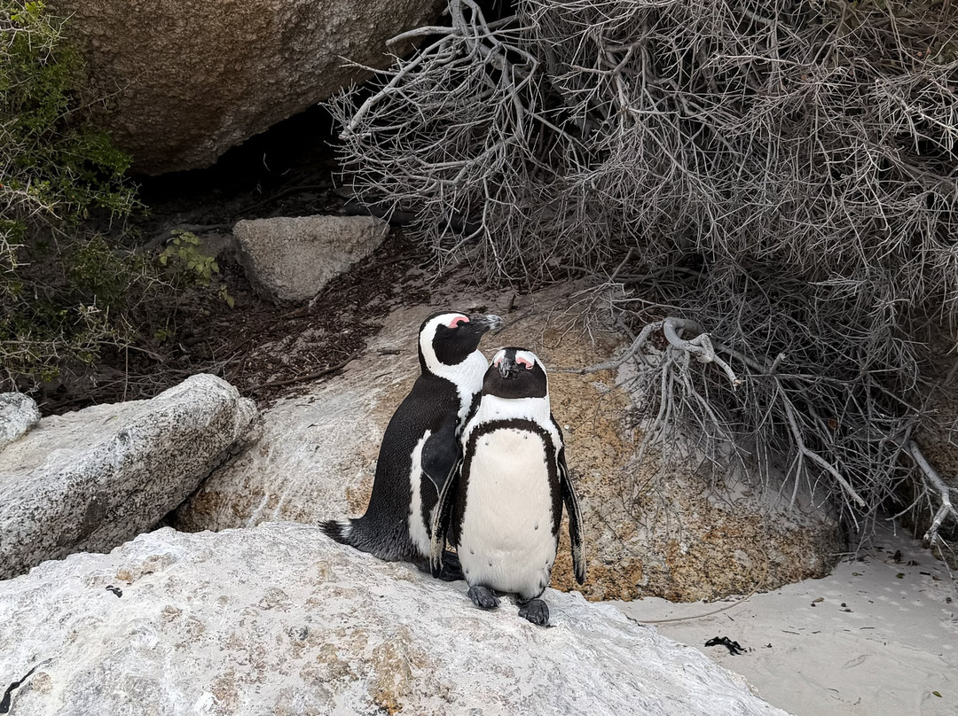 The Cape Town Tour Guide Co.-开普敦中心区必去景点