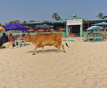 Benaulim Beach-奔闹林必去景点