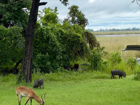 Shangana Safaris Okavango Botswana-马翁必去景点