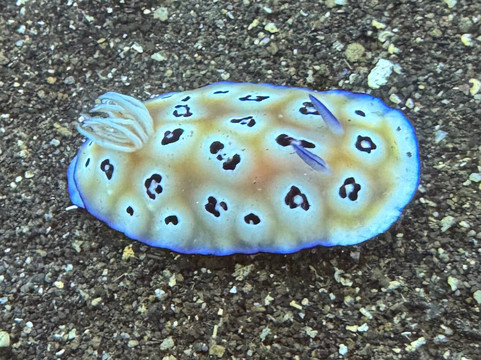 Let's Dive Tulamben-图兰本必去景点