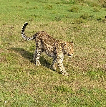 Mara Naboisho Conservancy-纳罗克必去景点