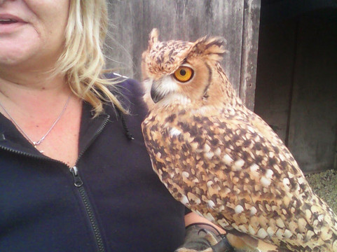 Malta Falconry Centre-Siggiewi必去景点