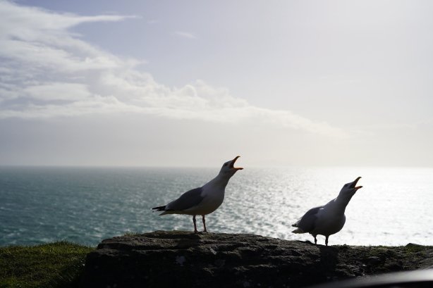 Dingle Garden Townhouse-官方