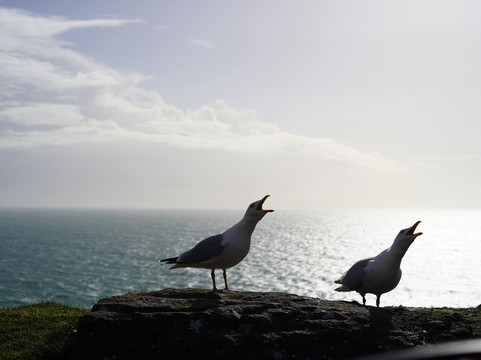 Dingle Garden Townhouse主图