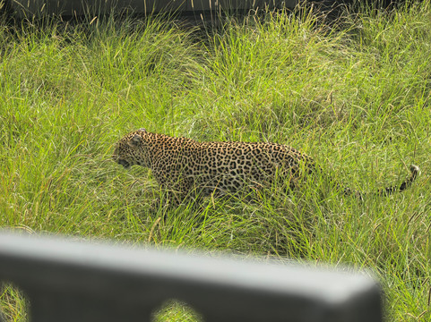 Mufasa Tours and Travels-内罗毕必去景点