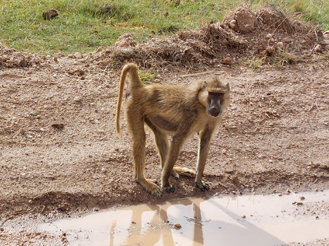 Amboseli National Park-Amboseli Eco-system必去景点
