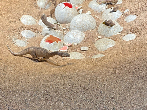 Kgodumodumo Dinosaur Interpretation Centre