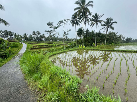Bali Fun Bike Adventure-Pejeng Kaja必去景点