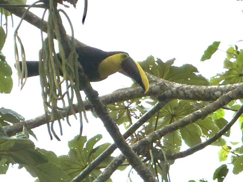 Baltodano Travels-哈科必去景点