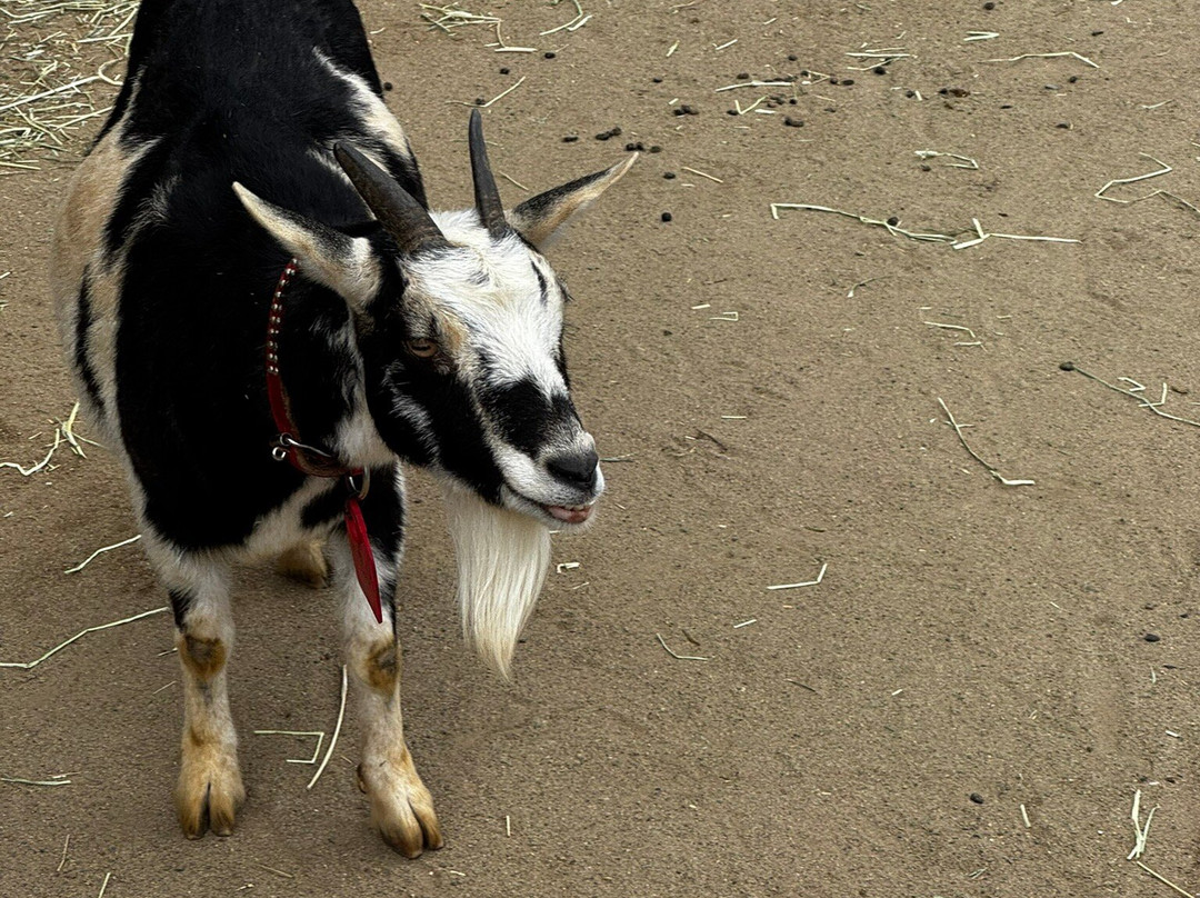 八木山动物公园-仙台市必去景点