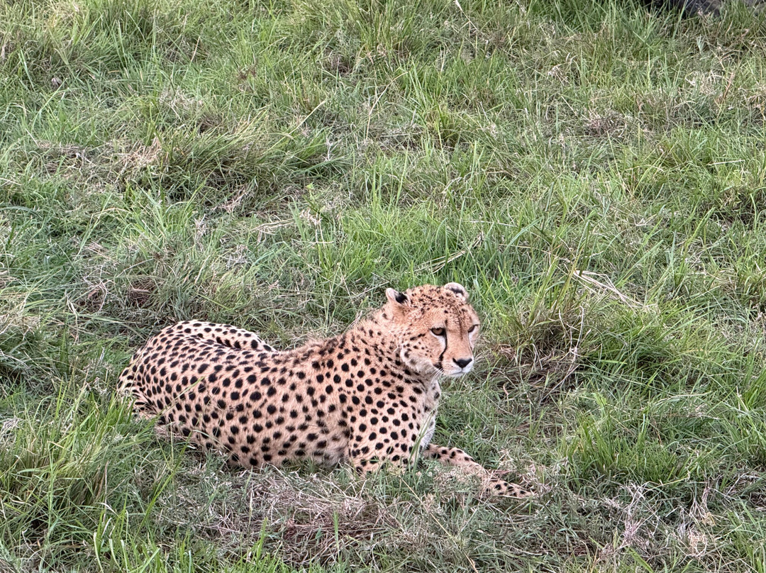 JungleRoam Safaris (Kenya)-内罗毕必去景点