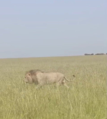 Nature Insight Safaris-内罗毕必去景点