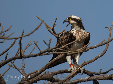 Gambian Bird Guide Ansuman Drammeh -  Best Boy Tours-塞瑞库达必去景点
