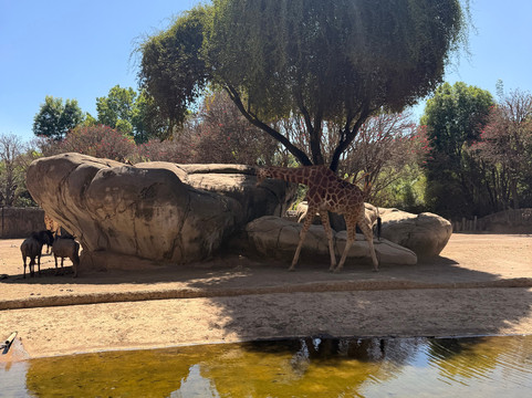 Zoológico de Chapultepec-墨西哥城必去景点