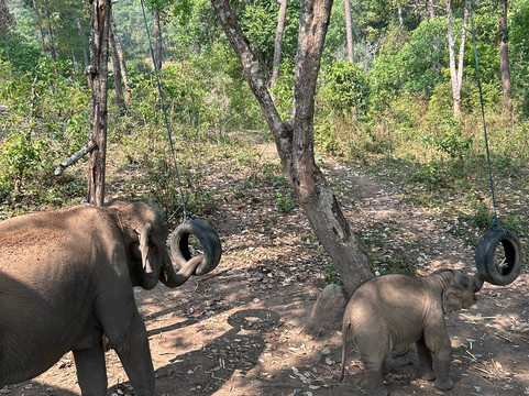 Blue Daily Elephant Care Sanctuary-清迈必去景点