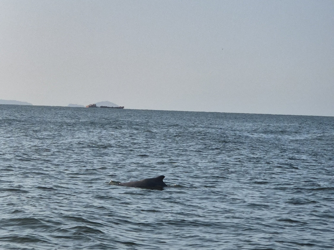 Dolphin Boat Trips Adventures North Goa-Nerul必去景点