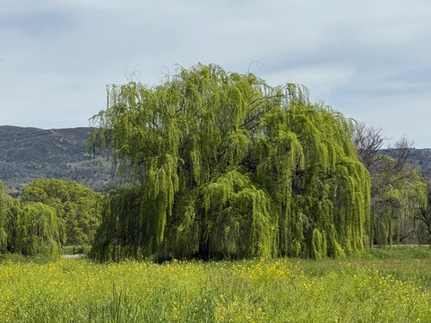 Saracina Vineyards-Hopland必去景点