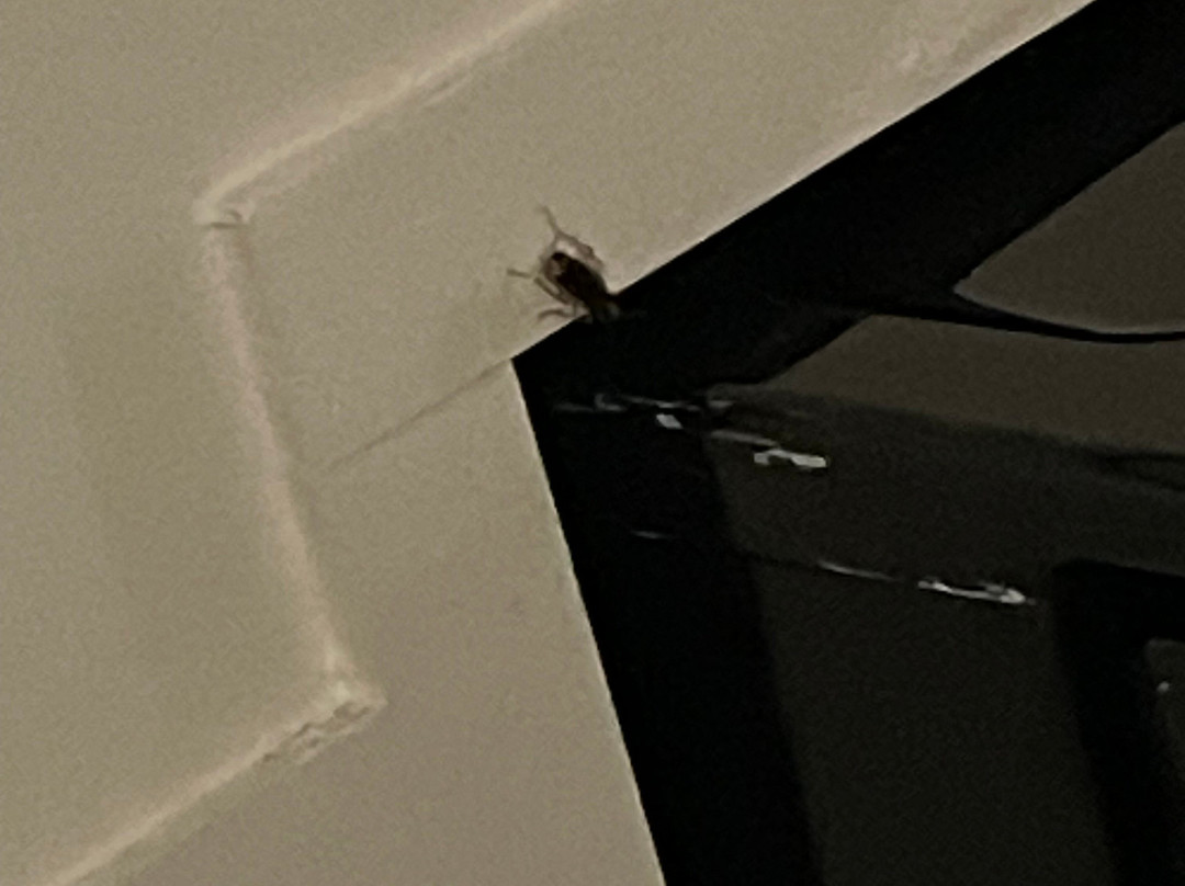 罗利核桃溪舒适套房酒店主图