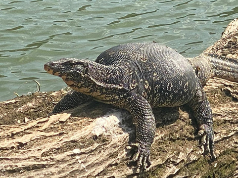 Sri Lanka Magical Tours-奴娃拉伊利雅必去景点