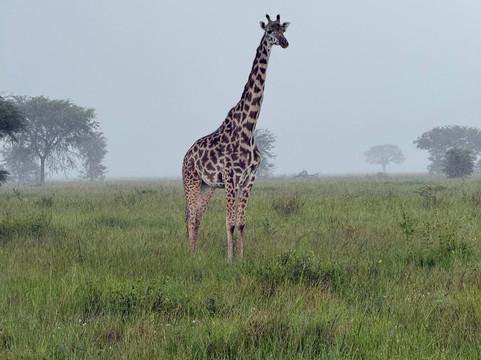 Unlimited Expeditions - The Soul Of Tanzania-阿鲁沙必去景点