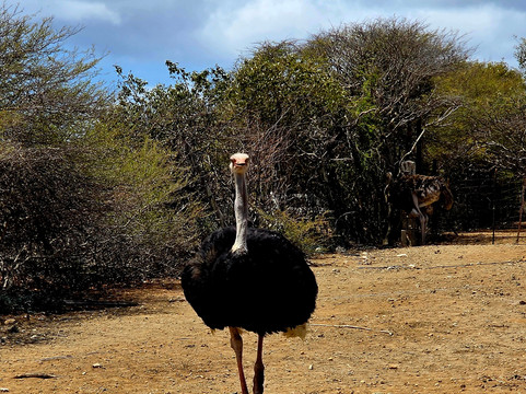 Curacao Ostrich Farm-库拉索必去景点