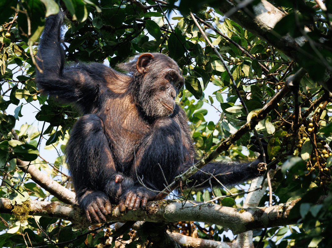 Devine African Safaris-吉佳利必去景点