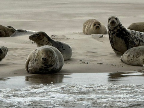 Puur Terschelling-Terschelling必去景点