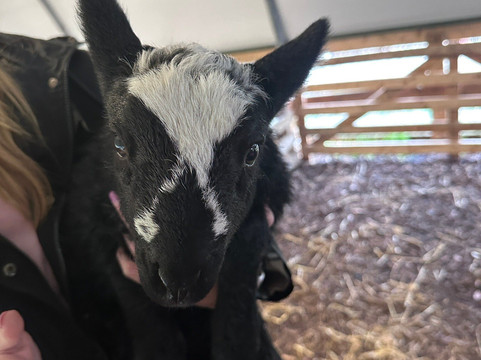 Cullen's Sheep Farm-拉腊必去景点