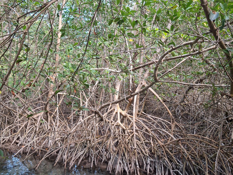 Yalahau Lagoon-Holbox Island必去景点