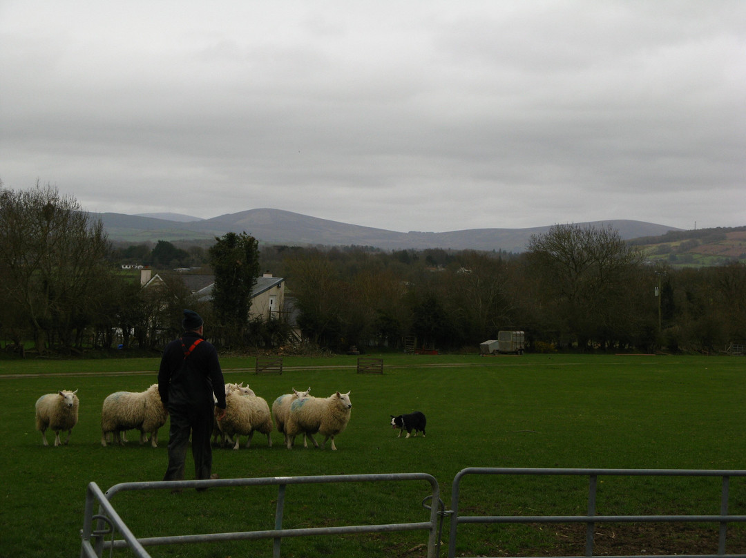 Irish Working Sheepdogs-基尔代尔郡必去景点