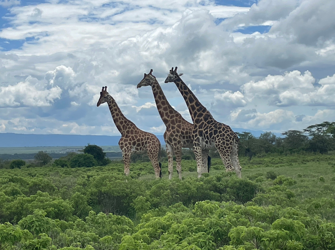 Malnodez Safaris-纳库鲁必去景点