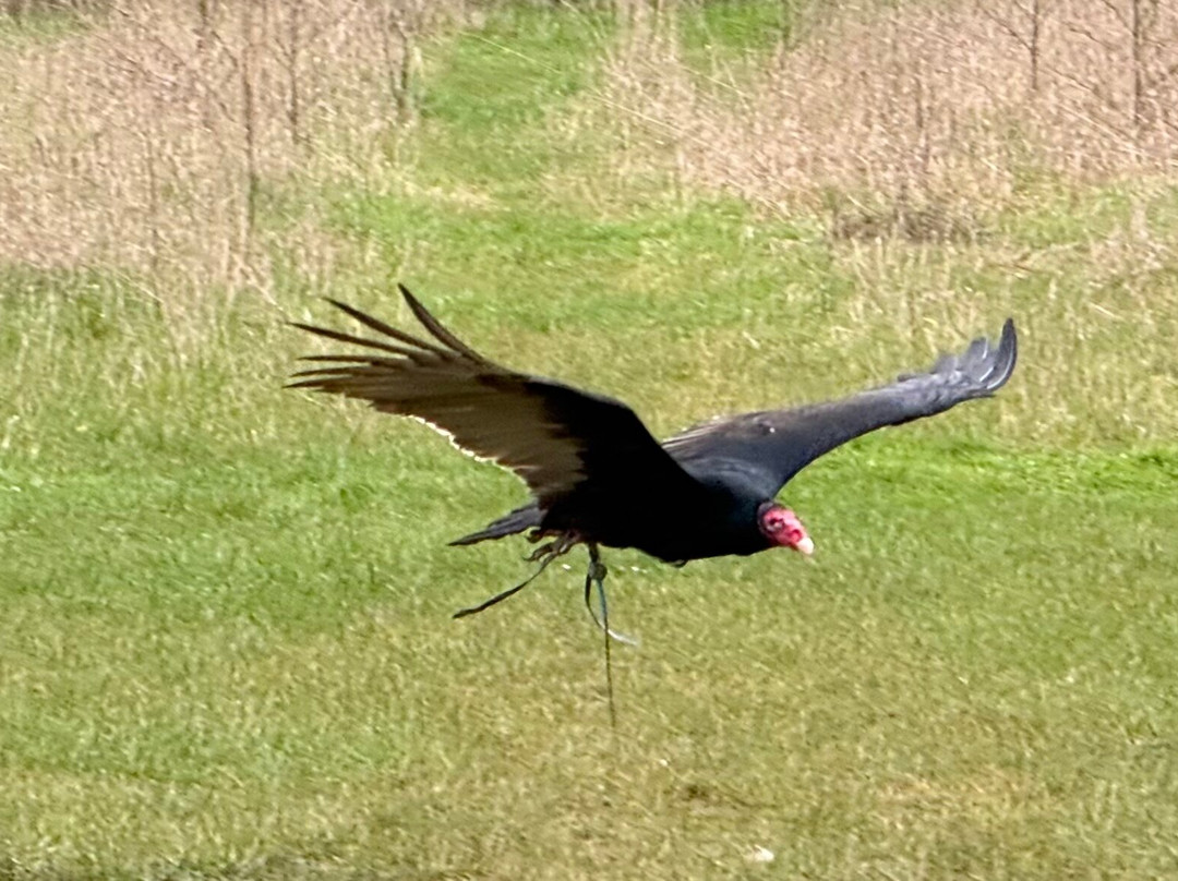 Millets Farm Falconry Centre-弗里福德希斯必去景点