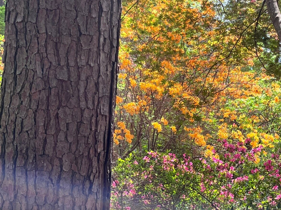 Ruby M. Mize Azalea Garden-Nacogdoches必去景点