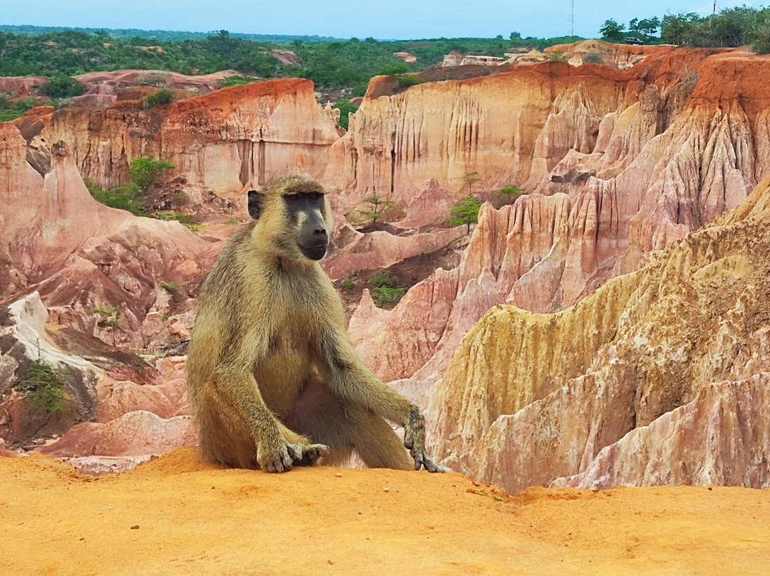 Giornale Kenya Safari - Day Tours-瓦塔木必去景点