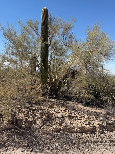 Saguaro National Park-图森必去景点