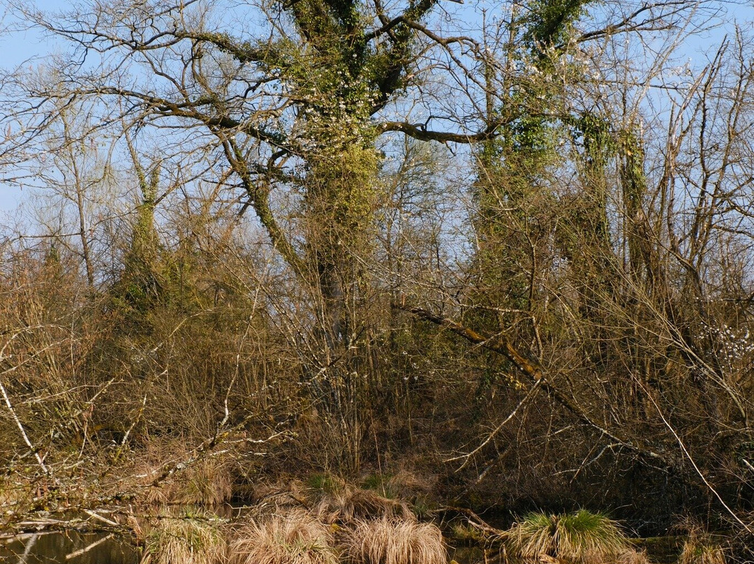 Petite Camargue Alsacienne-圣路易斯必去景点