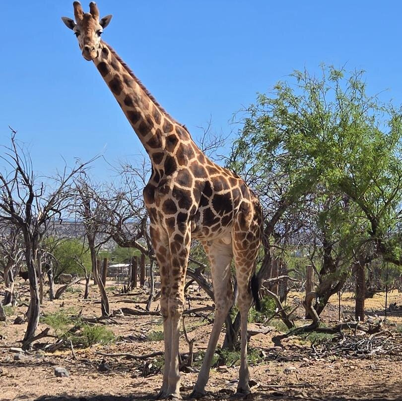 Out Of Africa Wildlife Park-Camp Verde必去景点