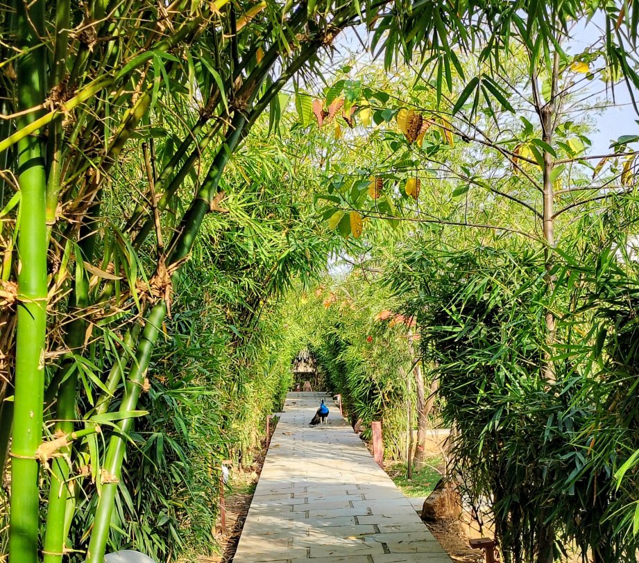 Kutani Bagh Sariska-官方