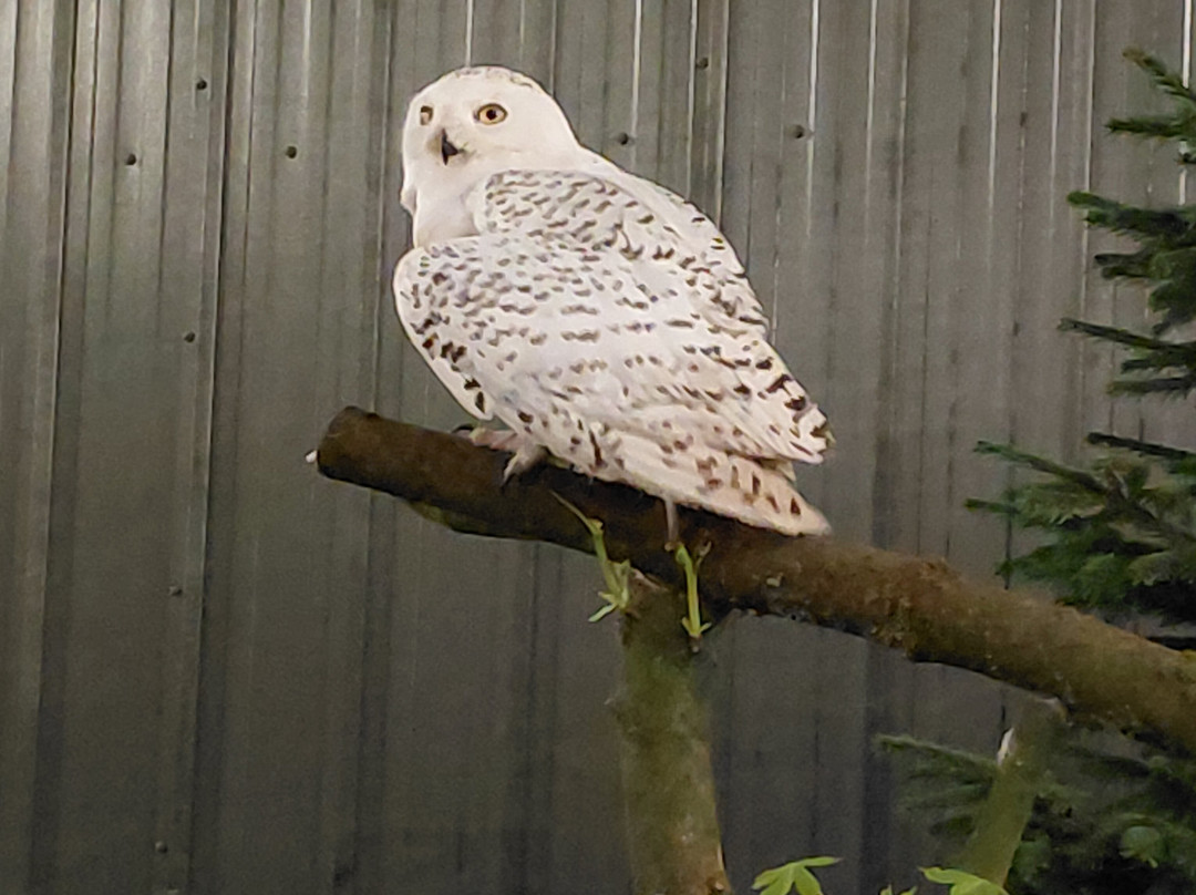 The British Bird of Prey Centre-喀麦登必去景点