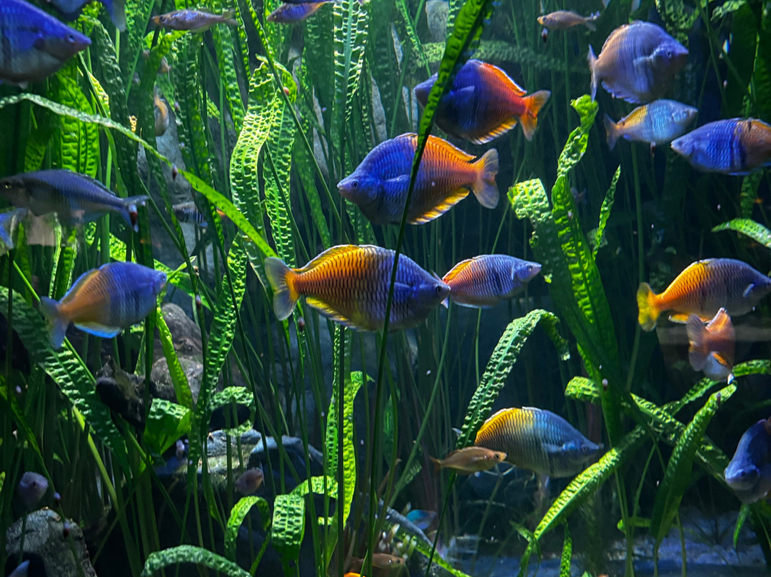 Aquarium De Touraine-Lussault-sur-Loire必去景点