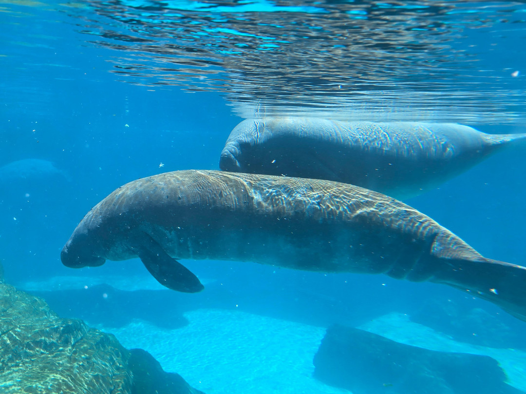 Gulfarium Marine Adventure Park-华尔顿堡滩必去景点