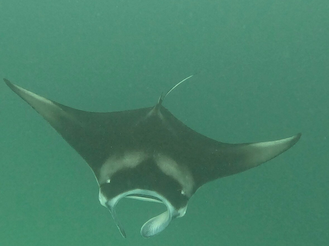 Diving Bluetribe Moofushi-南阿里环礁必去景点